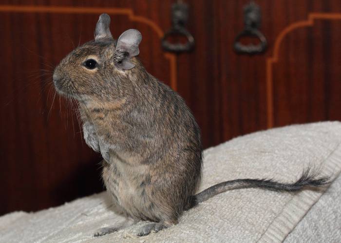 Содержание дегу в домашних условиях | блог ветклиники "беланта"