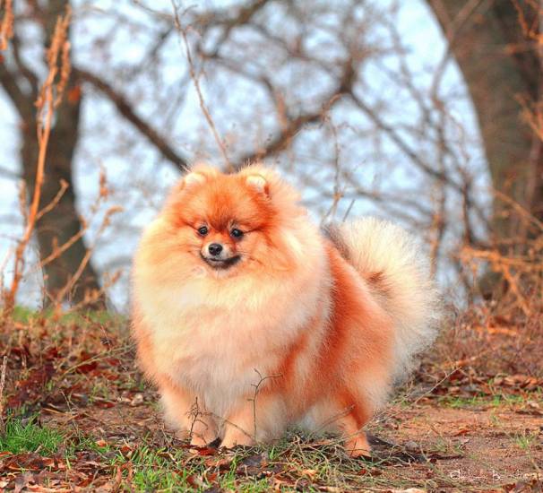 Порода собак померанский шпиц