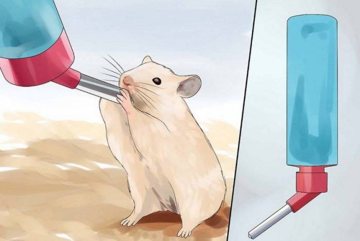 Почему хомяк не пьет воду, несколько распространенных причин