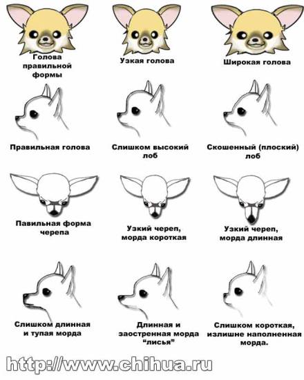 Чихуахуа: рарновидности и основные окрасы собак