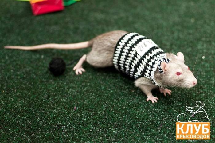 Виды и породы декоративных крыс, фото и описание пород крыс