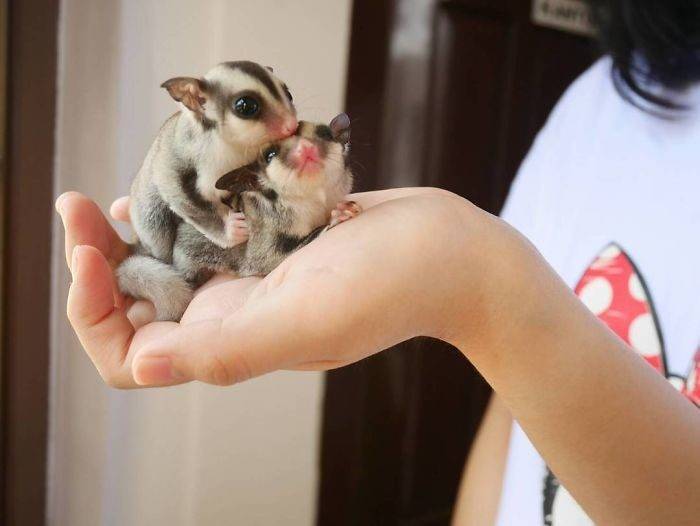 Сахарный опоссум в домашних условиях: содержание, кормление