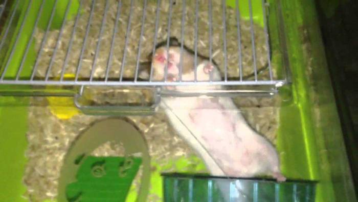 Как найти и поймать хомяка в квартире?