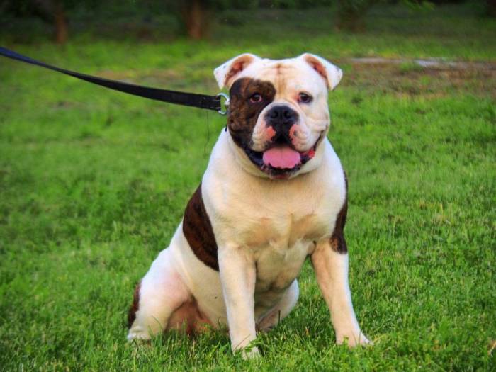 Староанглийский бульдог: история породы, внешний вид, характер, здоровье (+ фото) | ваши питомцы