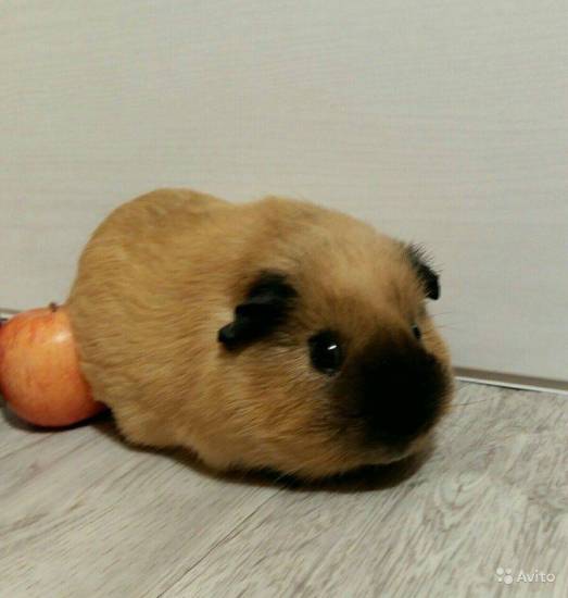 Можно ли давать морским свинкам тыкву?