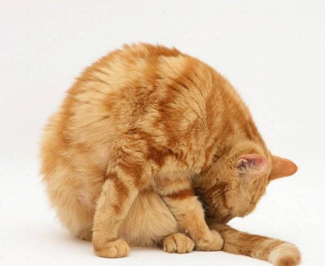 Течка у кошки: как успокоить, как часто бывает и что делать