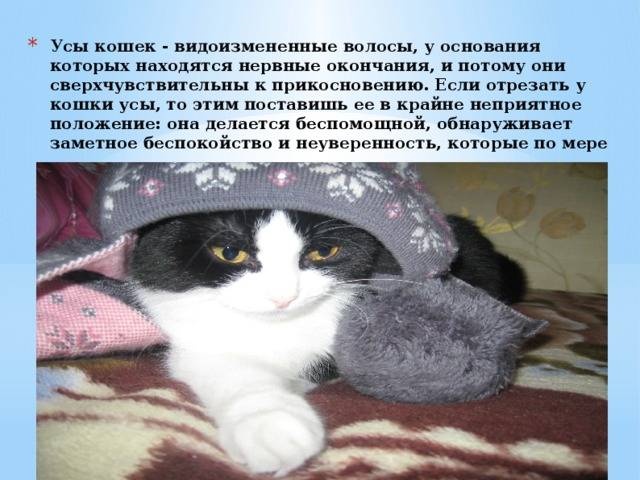 Варианты — что будет, если отрезать кошке усы?