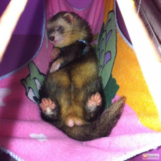 Хорь перевязка, фретка, другие виды и окрасы