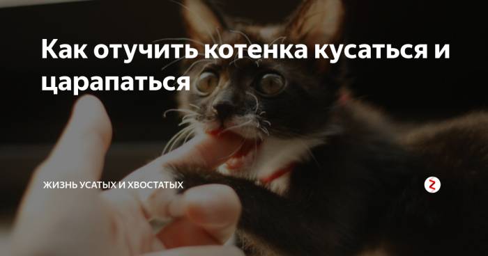 Как отучить кота кусаться: эффективные методы воздействия