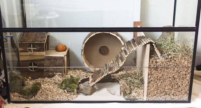 Террариум и аквариум для хомяков, можно ли в них содержать грызунов?