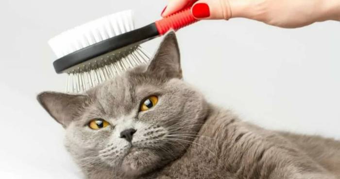 Короткошёрстные породы кошек: основные особенности гладкошёрстного кота