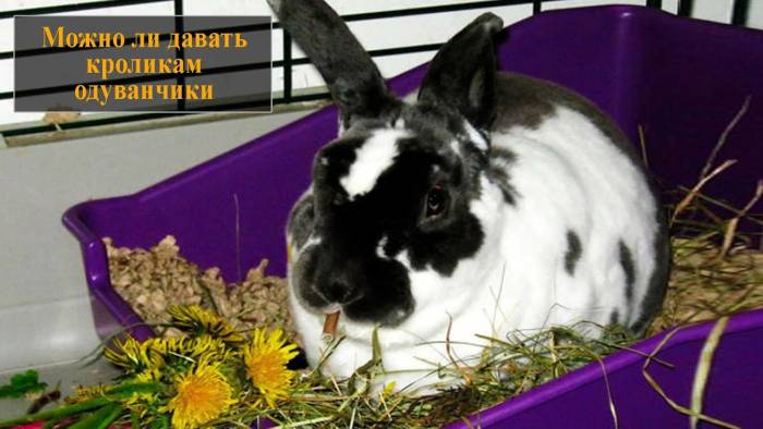 Можно ли кормить кроликов одуванчиками | мой сад и огород