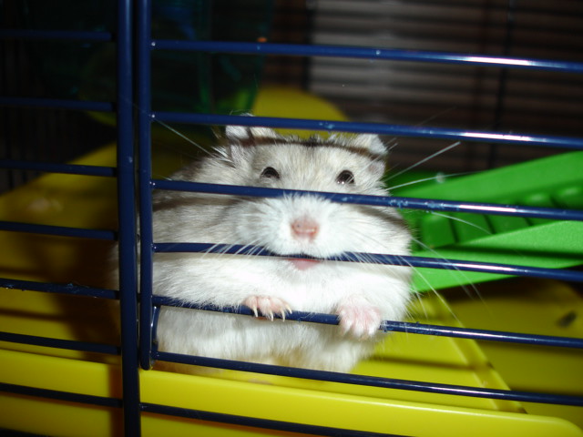 Что делать, если хомяк грызет клетку?