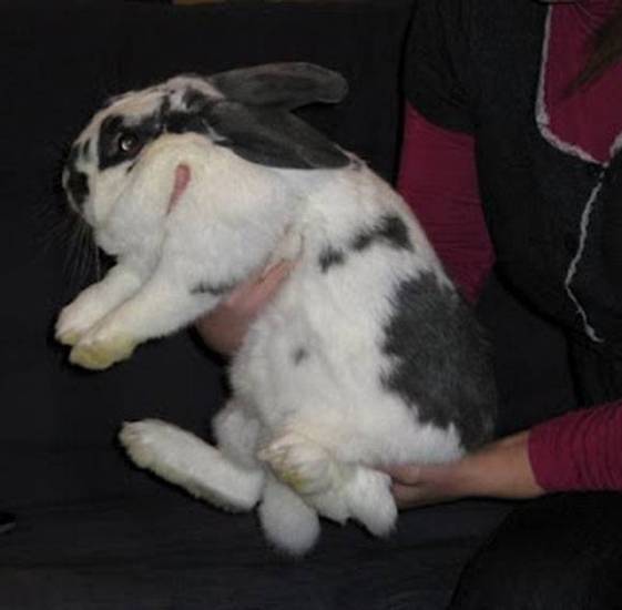 Как приучить кролика к рукам: как правильно брать на руки