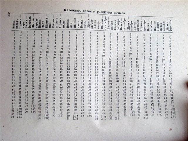 Беременность у собак