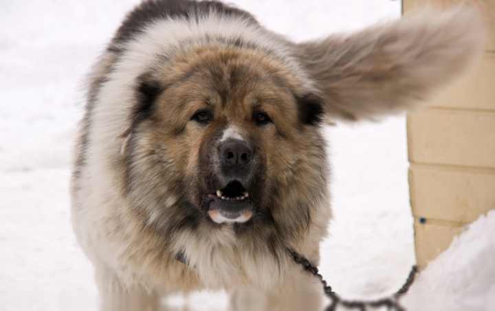 Какую собаку завести в частный дом - рейтинг пород