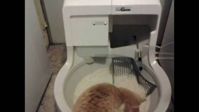 Рейтинг лучших 6 автоматических туалетов для кошек, подробный обзор характеристик и видео обзор об использовании устройств, критерии, которые нужно учесть при выборе