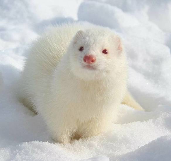 Белые декоративные хорьки: как ухаживать за фреткой, содержать в домашних условиях