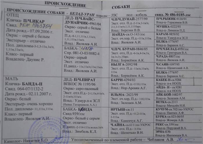 Западно-сибирская лайка — фото, описание породы собак, характер