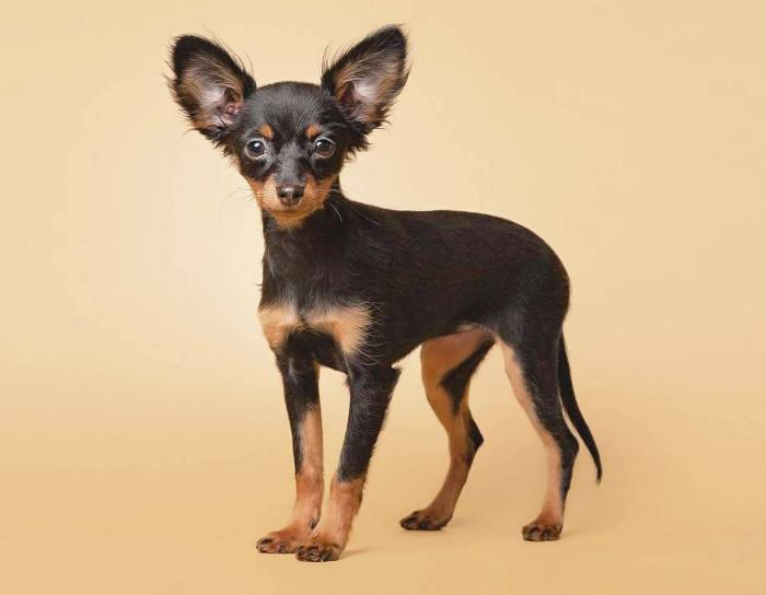 Важные заметки о русском тое. статьи о русских той терьерах на mini-dogs