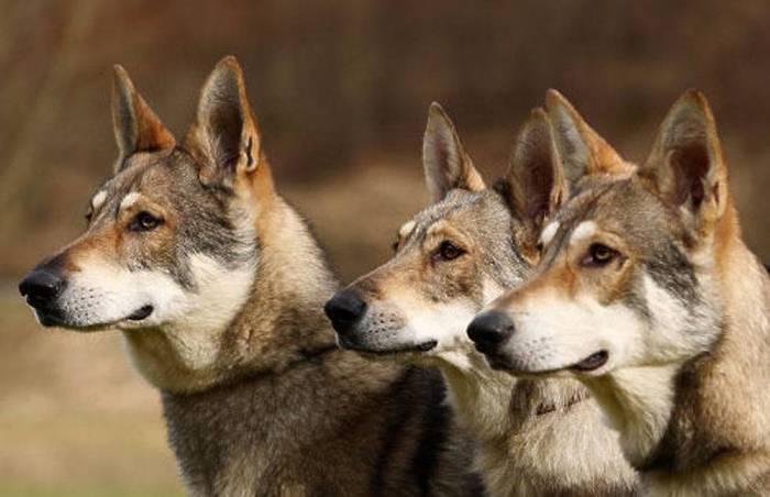 Волчья собака сарлоса (сарлос, сарлосская волчья собака) / saarlooswolfhond (saarloos wolfdog)