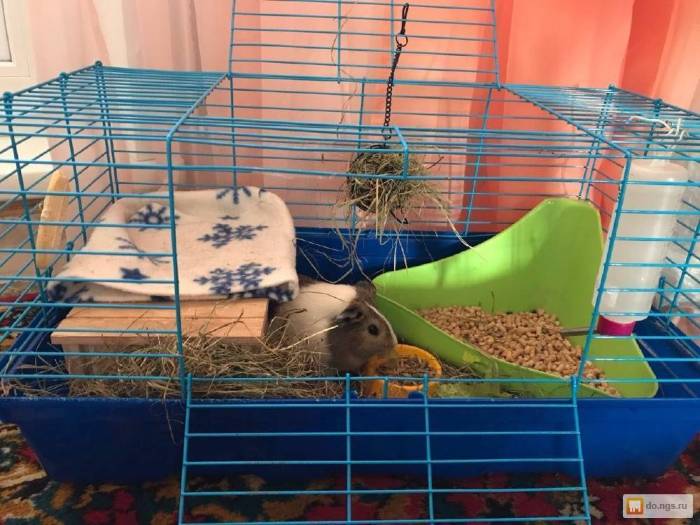 Как комфортабельно обставить клетку морской свинки