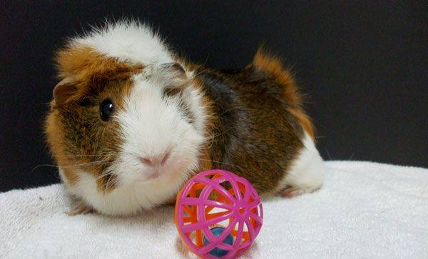 Как развлечь морскую свинку (с иллюстрациями)