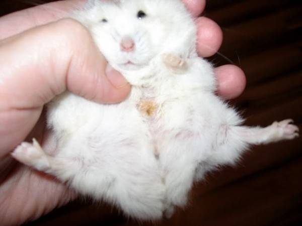 Шишки и опухоли у хомяка