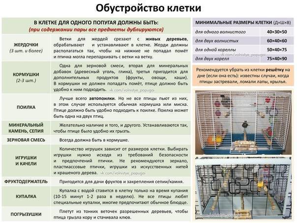 Можно ли волнистым попугаям мандарины, апельсины и другие цитрусовые, как правильно давать, в каком количестве