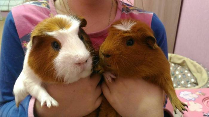 Способы определения возраста морской свинки, как отличить молодую от пожилой