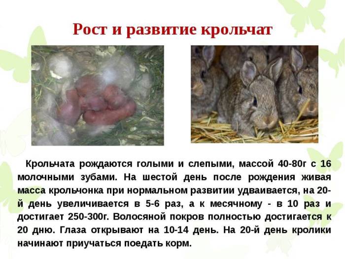 Роды крольчихи: сколько длится беременность, окрол, чем кормить