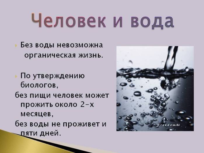 Важносты воды для шиншиллы: сколько должна пить шиншилла, возможные причины отказа от воды