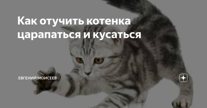 Как отучить кота кусаться и царапаться, нападать, кидаться - zoosecrets