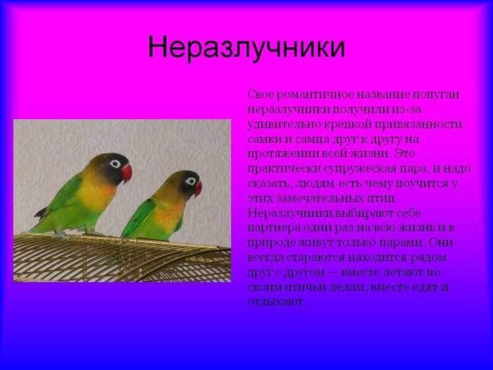 Все об уходе и содержании неразлучников в домашних условиях
