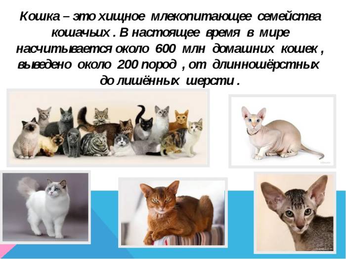 Кошачьи - описание семейства, виды, названия и фото животных