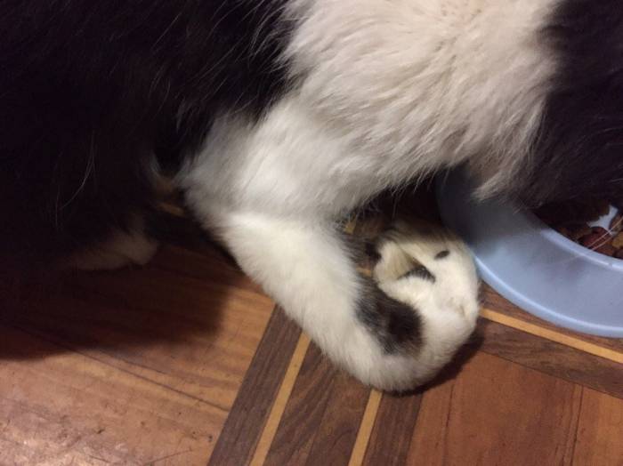 У кошки отказали задние лапы – 11 возможных причин паралича