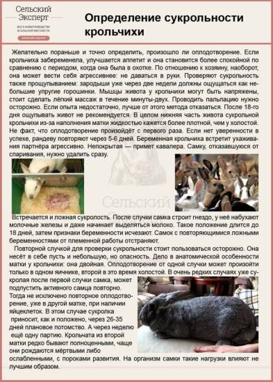 Почему крол не хочет покрывать крольчиху - дачныйуголок