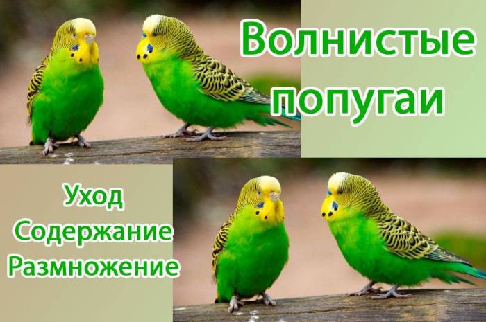 Конголезский попугай: внешний вид, характер по отзывам владельцев, жизнь дома, содержание, уход, размножение