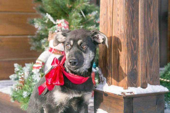 Клички для собак мальчиков: как выбрать?