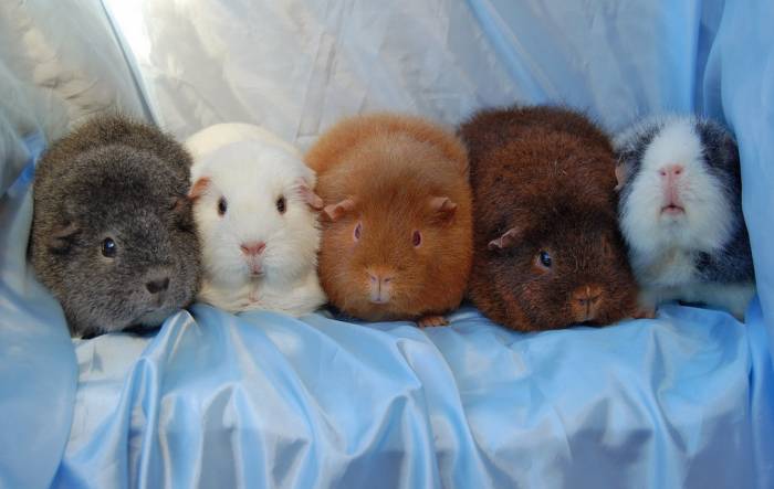 Морская свинка