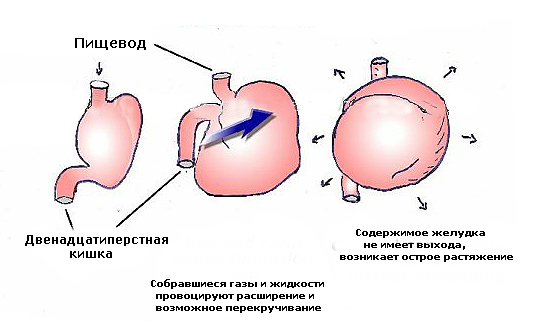 Для чего мы делаем узи желудочно-кишечного тракта? основные ультразвуковые находки – статья о лечении животных ивц мва