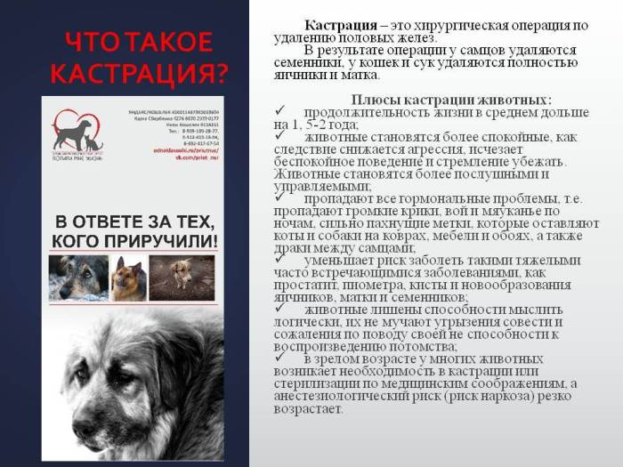 Стерилизация собаки