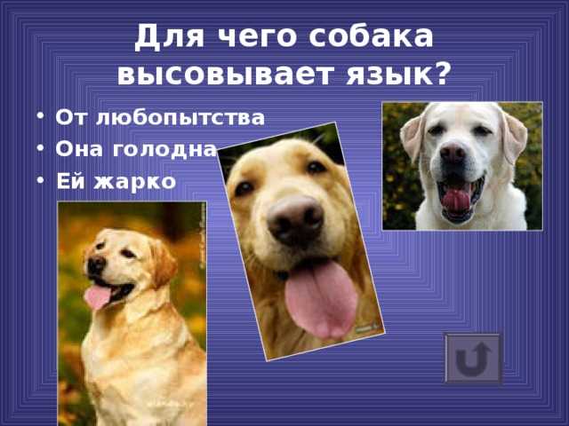 Почему в жару собака часто дышит, высунув язык