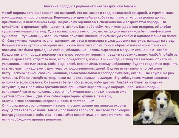 Алабай: описание породы, особенности ухода и содержания