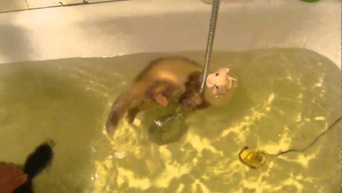 Как мыть хорька - купание хорька в домашних условиях