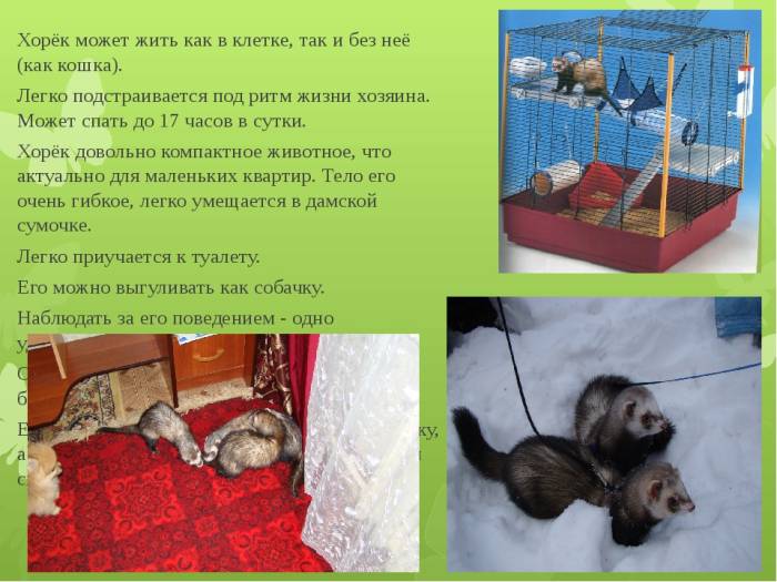 Сколько живут хорьки