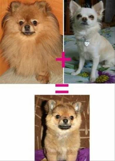 Порода собак смесь чихуахуа