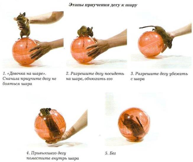 Завести дегу: плюсы и минусы содержания белки дома