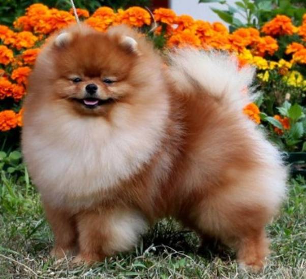 Какие окрасы бывают у шпицев: шпиц белый, черный, рыжий, кремовый