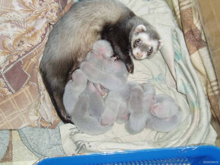 Как определить беременность хорьков и ухаживать за самкой, влияние полового созревания на поведение и здоровье